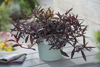 《欧洲卡车模拟2》发售十周年 销量超1300万套